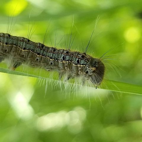 Malacosoma disstria Malacosoma disstria Forest tent caterpillar moth,Geotagged,Malacosoma disstria,Spring,United States