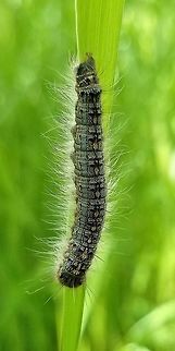 Malacosoma disstria Malacosoma disstria Forest tent caterpillar moth,Geotagged,Malacosoma disstria,Spring,United States