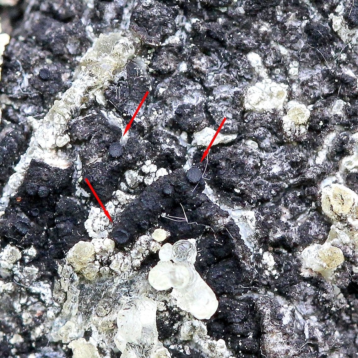 Sarea difformis Sarea difformis, a non-lichenized fungus, on the dried resin of Black Spruce (Picea mariana). Arrows point to ascomata. Geotagged,Picea mariana,Sarea difformis,Spring,United States,fungus,lichen,resin