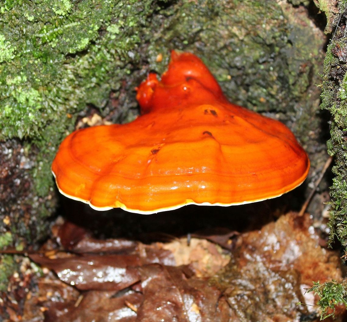 Ganoderma lucidum Ganoderma lucidum growing from the base of a live Sugar Maple (Acer saccharum). Ganoderma lucidum,Geotagged,Lingzhi mushroom,Minnesota,Summer,United States,bracket fungus,sugar maple