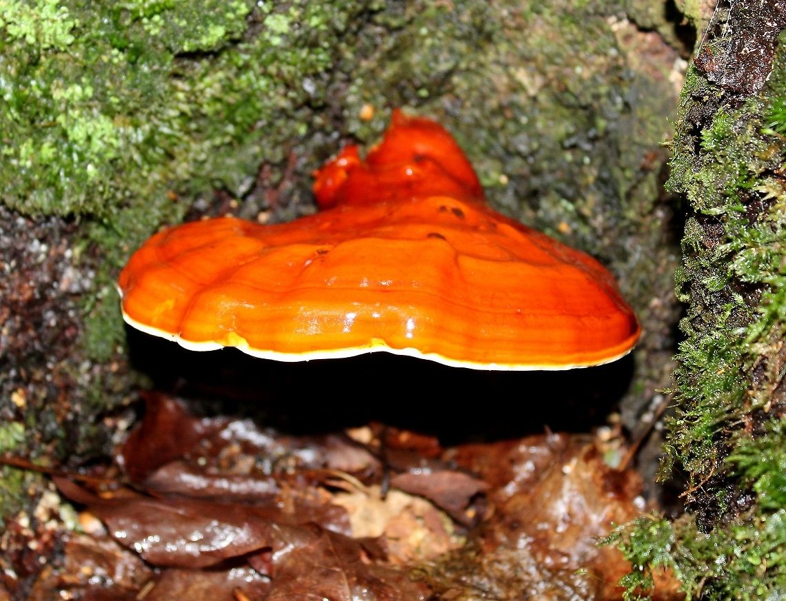 Ganoderma lucidum Ganoderma lucidum growing from the base of a live Sugar Maple (Acer saccharum). Ganoderma lucidum,Geotagged,Lingzhi mushroom,Minnesota,Summer,United States,bracket fungus,sugar maple