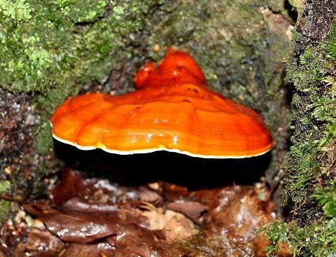 Ganoderma lucidum Ganoderma lucidum growing from the base of a live Sugar Maple (Acer saccharum). Ganoderma lucidum,Geotagged,Lingzhi mushroom,Minnesota,Summer,United States,bracket fungus,sugar maple