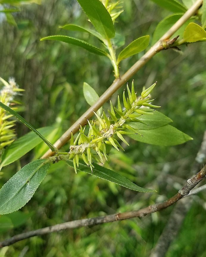 Salix lucida Salix lucida (Shining Willow) fruiting catkin. A small woody shrub growing in a shrub carr/sedge meadow with other willow species. Geotagged,Minnesota,Salix lucida,Shining Willow,Spring,United States,shrub carr,wetlands