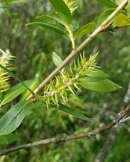 Salix lucida Salix lucida (Shining Willow) fruiting catkin. A small woody shrub growing in a shrub carr/sedge meadow with other willow species. Geotagged,Minnesota,Salix lucida,Shining Willow,Spring,United States,shrub carr,wetlands