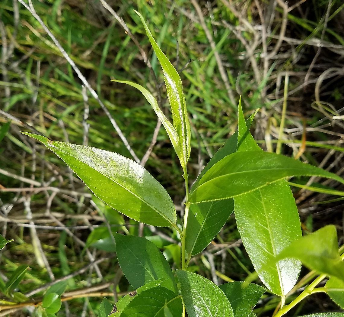 Salix lucida Salix lucida (Shining Willow) leaf uppersides and new stem growth. A small woody shrub growing in a shrub carr/sedge meadow with other willow species. Geotagged,Minnesota,Salix lucida,Shining Willow,Spring,United States,shrub carr,wetlands