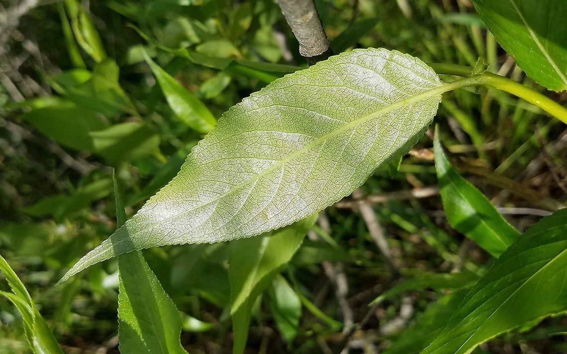 Salix lucida Salix lucida (Shining Willow) leaf underside. A small woody shrub growing in a shrub carr/sedge meadow with other willow species. Geotagged,Minnesota,Salix lucida,Shining Willow,Spring,United States,shrub carr,wetlands