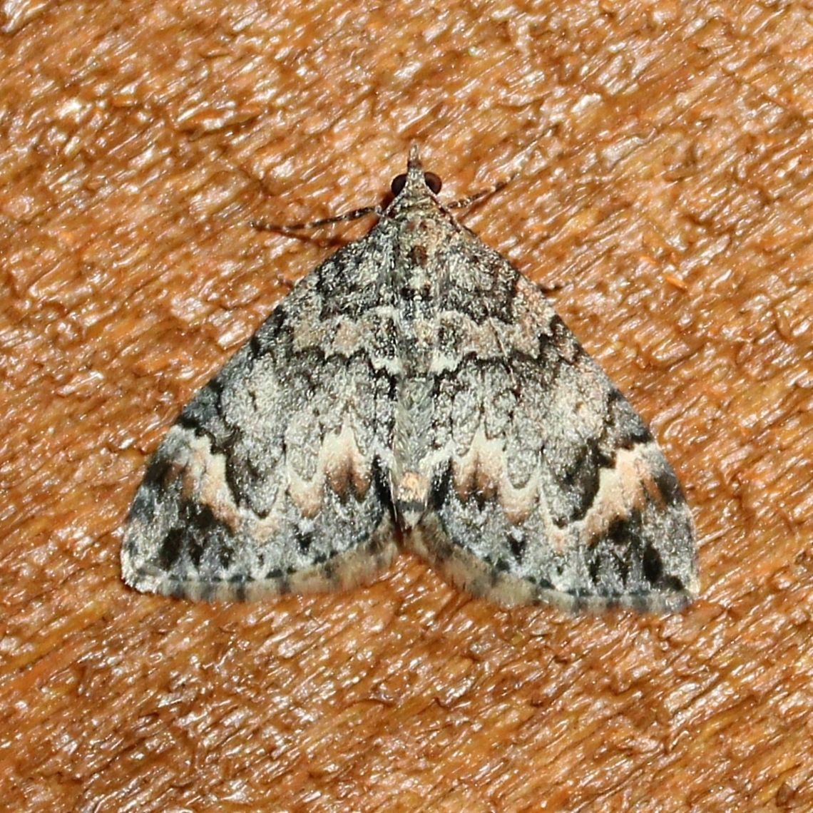 Dysstroma citrata Dysstroma citrata (Dark Marbled Carpet Moth) Dark Marbled Carpet Moth,Dysstroma citrata,Geotagged,Minnesota,Summer,United States