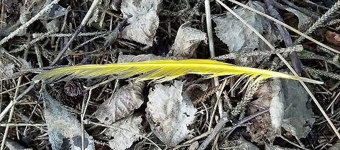 Colaptes auratus auratus feather Colaptes auratus auratus (Eastern Yellow-shafted Flicker) feather. Colaptes auratus,Colaptes auratus auratus,Colaptes auratus feather,Eastern Yellow-shafted Flicker,Geotagged,Northern Flicker,Summer,United States,feather,flicker,signs of wildlife