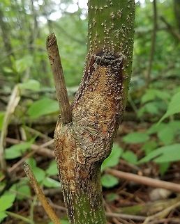 Cryptodiaporthe corni (Golden Canker) Cryptodiaporthe corni (Golden Canker) early stages of disease infecting the trunk of a Pagoda Dogwood (Cornus alternifolia) Cornus alternifolia,Cryptodiaporthe corni,Geotagged,Golden Canker,Pagoda Dogwood,Pagoda Dogwood Decline,Spring,United States