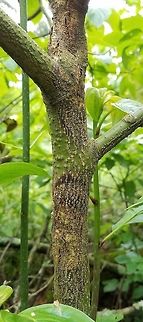 Cryptodiaporthe corni (Golden Canker) Cryptodiaporthe corni (Golden Canker) early stages of disease infecting the trunk of a Pagoda Dogwood (Cornus alternifolia) Cornus alternifolia,Cryptodiaporthe corni,Geotagged,Golden Canker,Pagoda Dogwood,Pagoda Dogwood Decline,Spring,United States