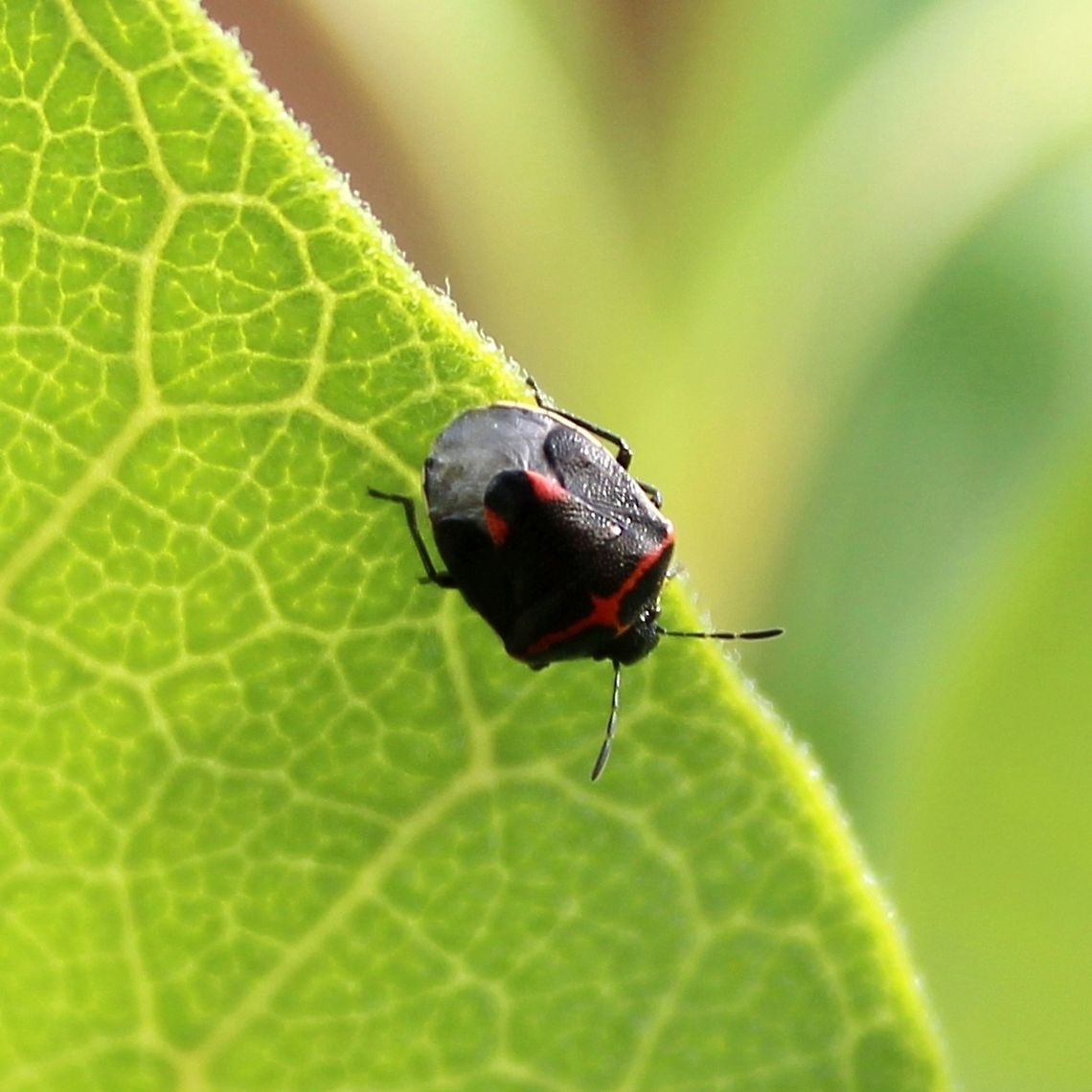 Cosmopepla lintneriana Cosmopepla lintneriana Cosmopepla lintneriana,Geotagged,Summer,United States