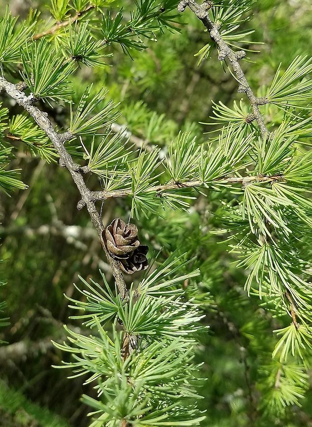 Larix laricina Larix laricina Geotagged,Larix laricina,Spring,Tamarack,United States