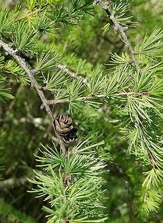 Larix laricina Larix laricina Geotagged,Larix laricina,Spring,Tamarack,United States