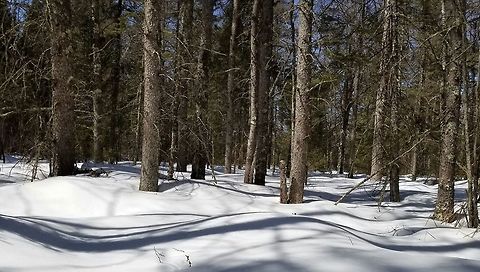 Winter in the conifer swamp Winter in the conifer swamp, a mix of black spruce and tamarack. Geotagged,Spring,United States,conifers,snow,weather,winter