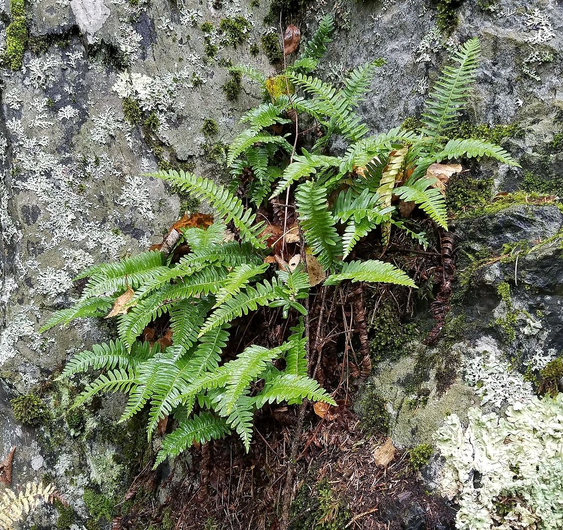 Polypodium virginianum Polypodium virginianum (Common Polypody Fern) growing from a crevice in an exposed outcrop of graywacke sandstone on the Munger Trail. Common Polypody Fern,Fall,Geotagged,Polypodium virginianum,Rock Polypody,United States,fern,rock,rock outcrop