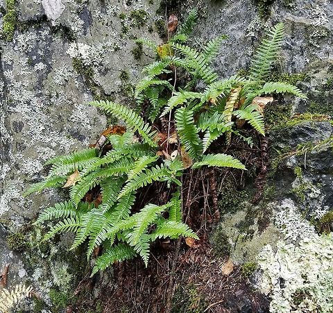 Polypodium virginianum Polypodium virginianum (Common Polypody Fern) growing from a crevice in an exposed outcrop of graywacke sandstone on the Munger Trail. Common Polypody Fern,Fall,Geotagged,Polypodium virginianum,Rock Polypody,United States,fern,rock,rock outcrop