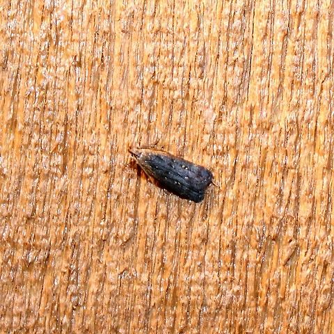 Dichomeris costarufoella Dichomeris costarufoella Dichomeris,Dichomeris costarufoella,Geotagged,Summer,United States