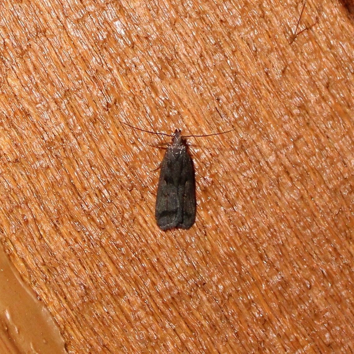 Dichomeris leuconotella Dichomeris leuconotella Dichomeris,Dichomeris leuconotella,Geotagged,Summer,Two-spotted Dichomeris,United States