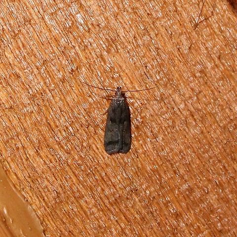 Dichomeris leuconotella Dichomeris leuconotella Dichomeris,Dichomeris leuconotella,Geotagged,Summer,Two-spotted Dichomeris,United States