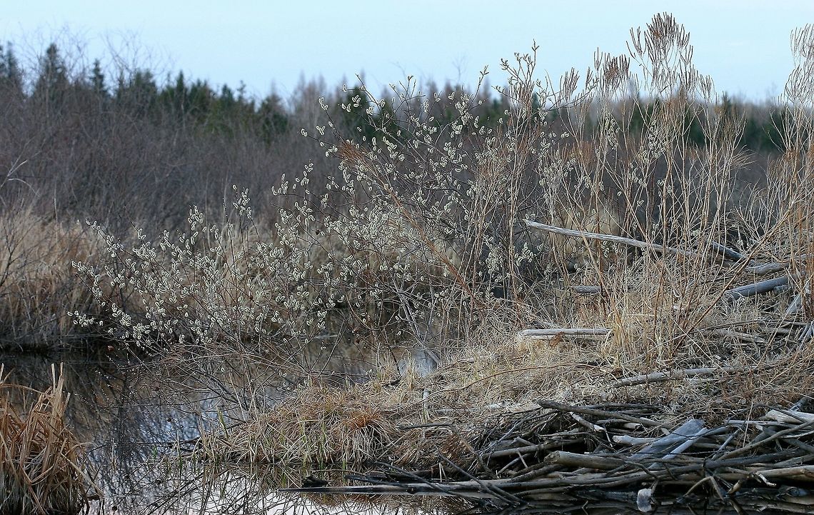 Salix planifolia Salix planifolia (Tea-leaf Willow) bush flowering on the remnants of an old beaver lodge in a stream. This willow species is the earliest to bloom here and has consistently flowered between April 14 and April 20 since I first began observing it in 1994. The flowers are fragrant and attract a variety of small insects that serve to pollinate them. The tall brown stems with the willow are the dead stems of Verbena hastata (Blue Vervain). Blue Vervain,Geotagged,Minnesota,Salix planifolia,Spring,Tea-leaf Willow,United States,Verbena hastata,beaver lodge,phenology,stream