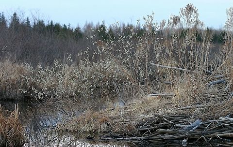 Salix planifolia Salix planifolia (Tea-leaf Willow) bush flowering on the remnants of an old beaver lodge in a stream. This willow species is the earliest to bloom here and has consistently flowered between April 14 and April 20 since I first began observing it in 1994. The flowers are fragrant and attract a variety of small insects that serve to pollinate them. The tall brown stems with the willow are the dead stems of Verbena hastata (Blue Vervain). Blue Vervain,Geotagged,Minnesota,Salix planifolia,Spring,Tea-leaf Willow,United States,Verbena hastata,beaver lodge,phenology,stream