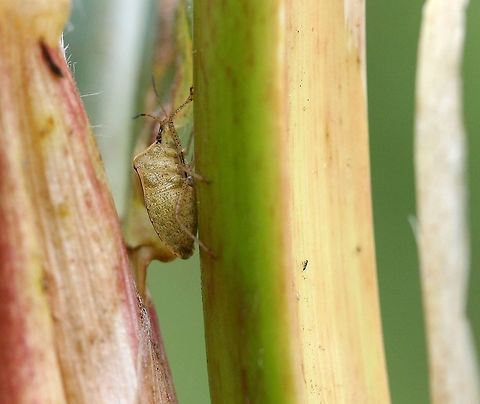 Euschistus servus Euschistus servus (Brown Stinkbug) on corn. Brown Stink Bug,Brown Stinkbug,Euschistus servus,Geotagged,Summer,United States