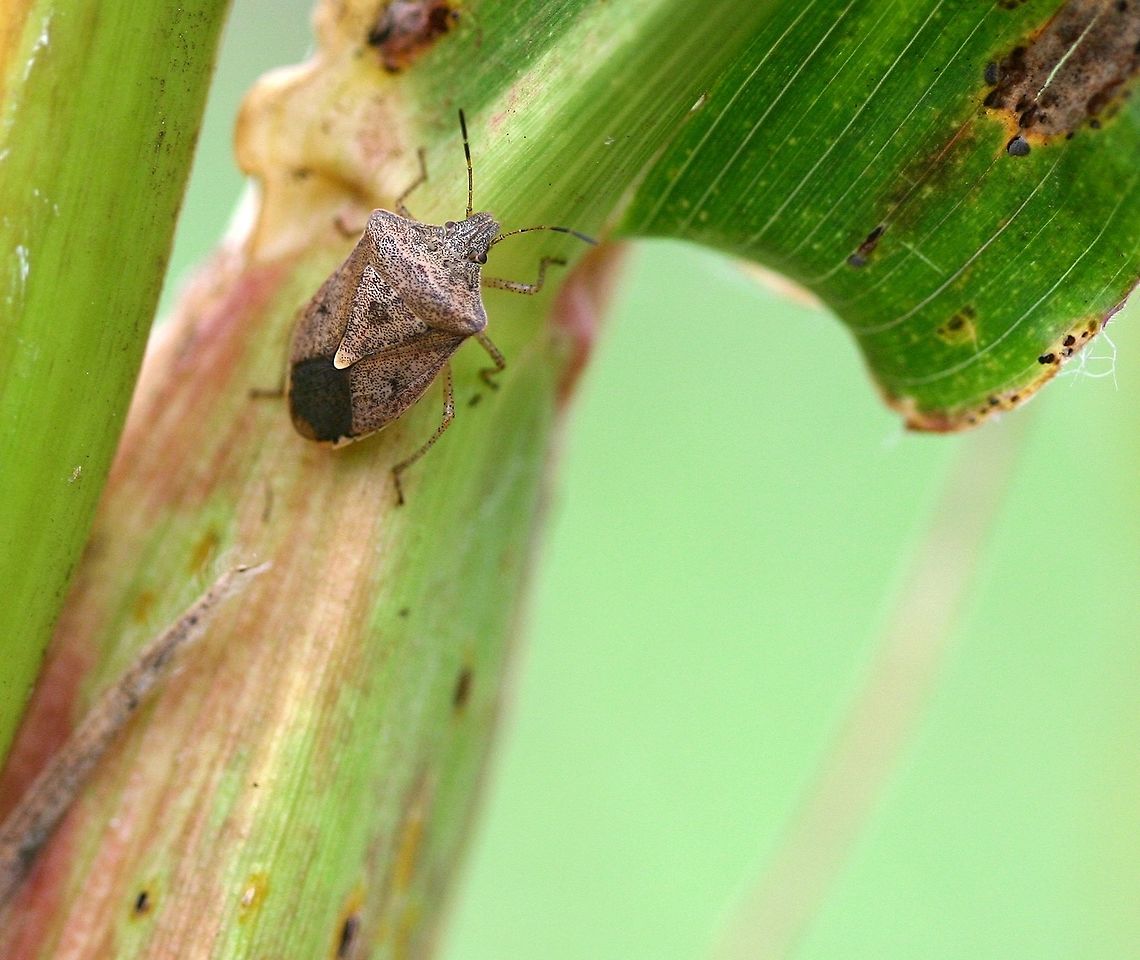 Euschistus servus Euschistus servus (Brown Stinkbug) on corn Brown Stink Bug,Brown Stinkbug,Euschistus servus,Geotagged,Pentatomidae,Summer,United States,bug