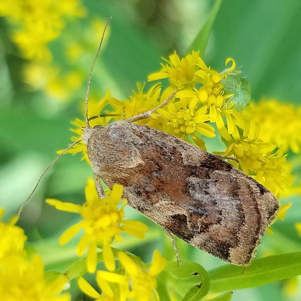 Cryptocala acadiensis Cryptocala acadiensis (Catocaline Dart) nectaring on Goldenrod (Solidago sp.) in an old hayfield. Cryptocala acadiensis,Geotagged,Minnesota,Solidago,Summer,United States,catocaline dart,goldenrod,hayfield