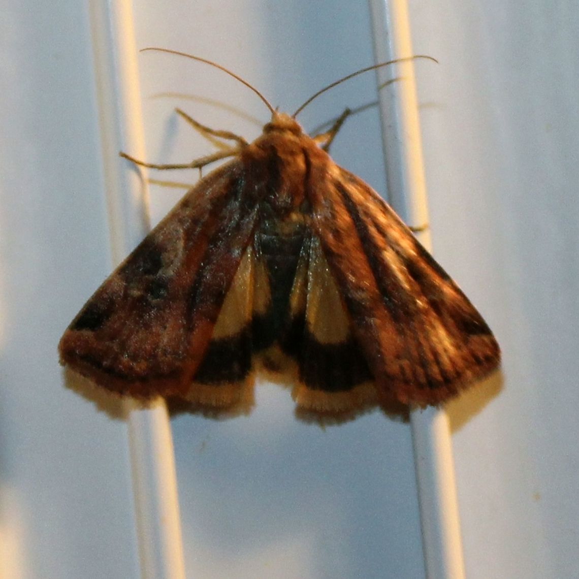 ,Cryptocala acadiensis ,Cryptocala acadiensis Cryptocala acadiensis,Geotagged,Minnesota,Summer,United States,catocaline dart