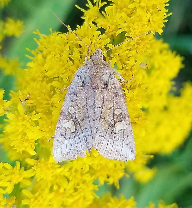 Amphipoea americana Amphipoea americana nectaring on Goldenrod (Solidago sp). Amphipoea americana,Geotagged,Summer,United States