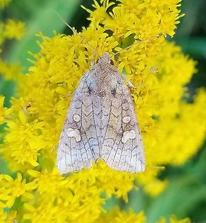 Amphipoea americana Amphipoea americana nectaring on Goldenrod (Solidago sp). Amphipoea americana,Geotagged,Summer,United States