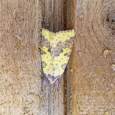 Xanthia tatago Xanthia tatago Fall,Geotagged,United States,Xanthia tatago