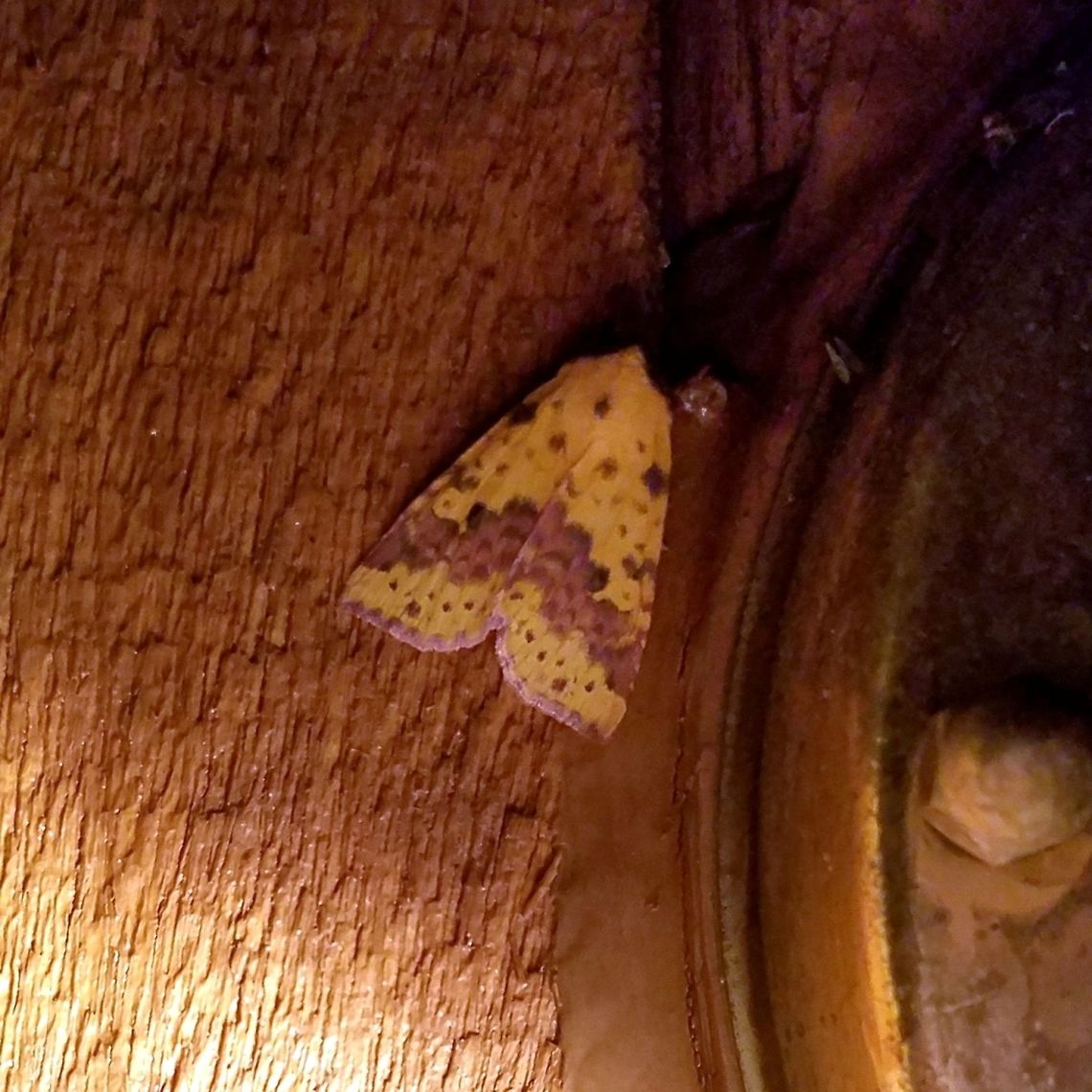 Xanthia tatago Xanthia tatago Geotagged,Summer,United States,Xanthia tatago