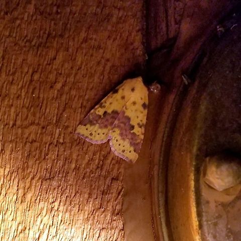 Xanthia tatago Xanthia tatago Geotagged,Summer,United States,Xanthia tatago