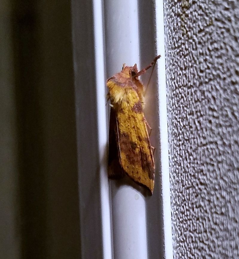 Xanthia tatago Xanthia tatago Geotagged,Summer,United States,Xanthia tatago