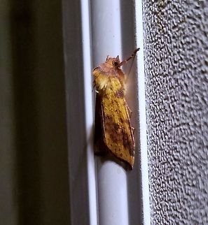 Xanthia tatago Xanthia tatago Geotagged,Summer,United States,Xanthia tatago