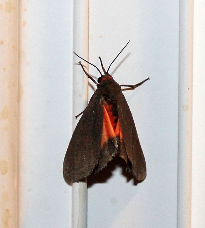 Virbia laeta Virbia laeta Geotagged,Joyful holomelina,Summer,United States,Virbia laeta