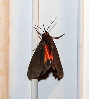 Virbia laeta Virbia laeta Geotagged,Joyful holomelina,Summer,United States,Virbia laeta