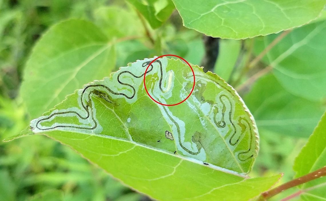 Phyllocnistis populiella Phyllocnistis populiella larva (in red circle) and leaf mine in Quaking Aspen (Populus tremuloides) leaf. Geotagged,Leafminer,Phyllocnistis populiella,Populus tremuloides,Summer,United States,quaking aspen