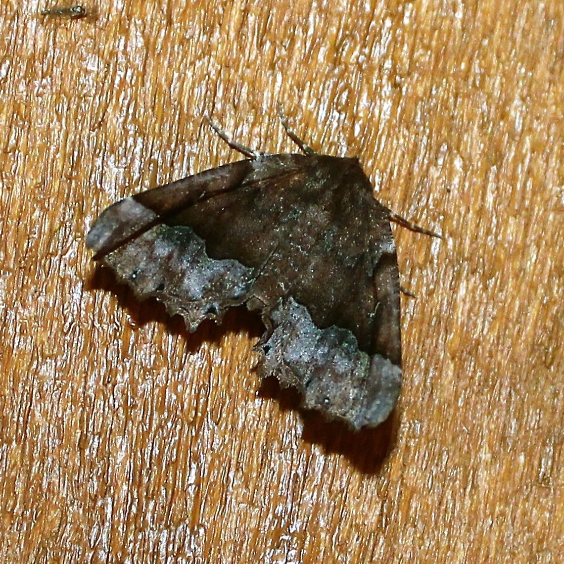 Pero morrisonaria Pero morrisonaria Geotagged,Morrisons pero,Pero morrisonaria,Spring,United States