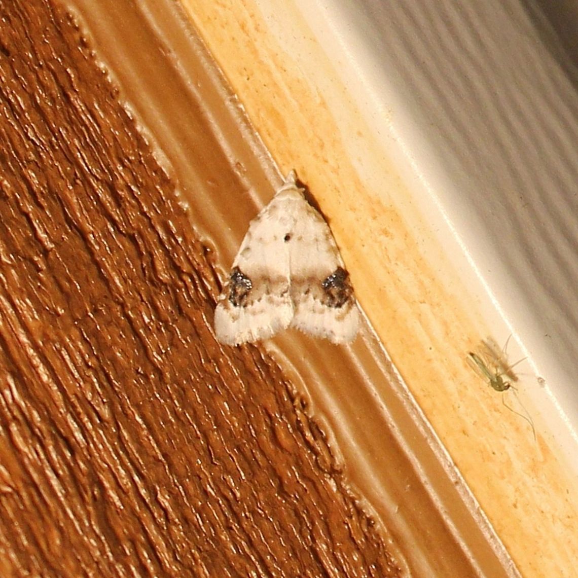 Nola cilicoides Nola cilicoides Geotagged,Nola cilicoides,Summer,United States