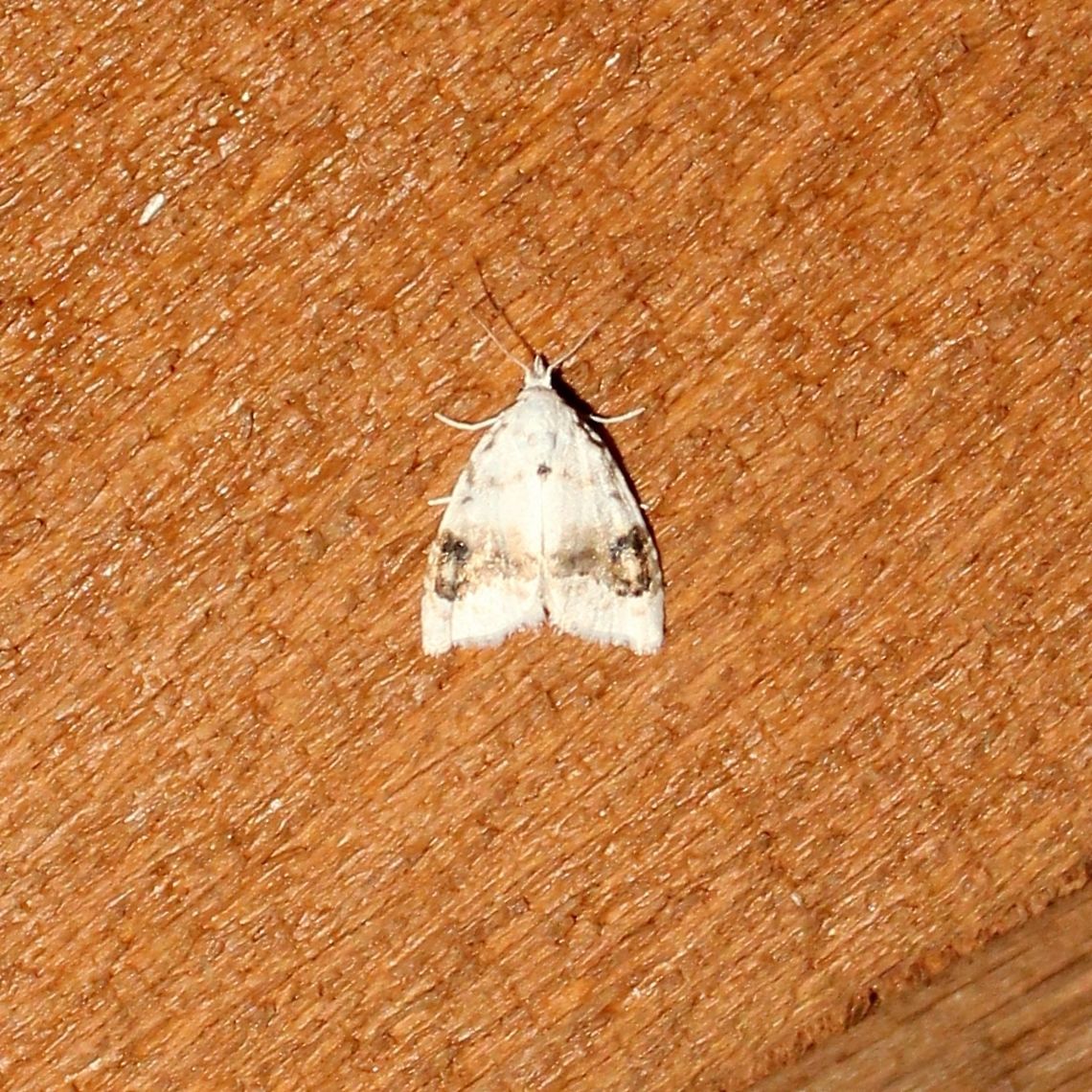 Nola cilicoides Nola cilicoides Geotagged,Nola cilicoides,Summer,United States