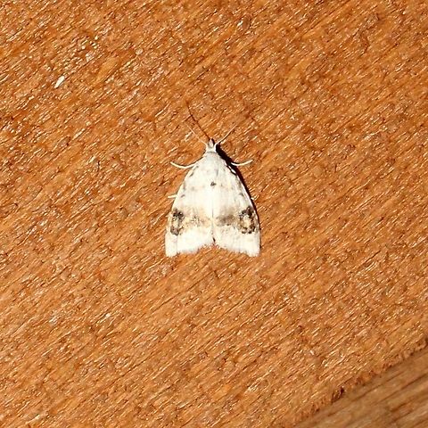 Nola cilicoides Nola cilicoides Geotagged,Nola cilicoides,Summer,United States