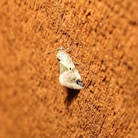 Maliattha synochitis Maliattha synochitis Geotagged,Maliattha synochitis,Spring,United States