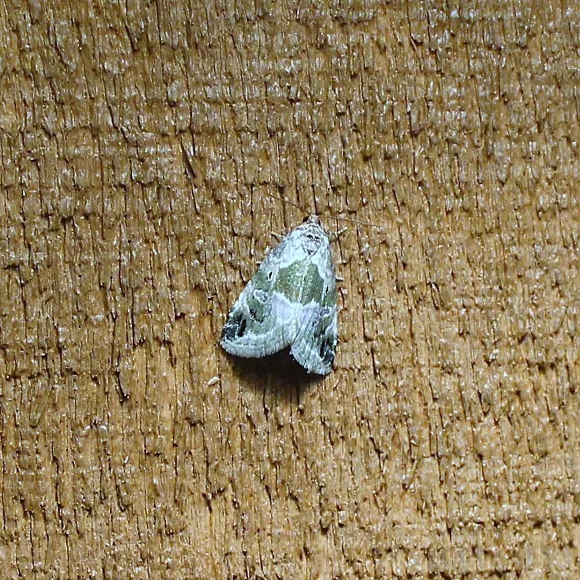 Maliattha synochitis Maliattha synochitis Geotagged,Maliattha synochitis,Spring,United States