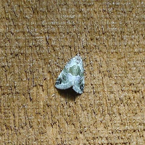 Maliattha synochitis Maliattha synochitis Geotagged,Maliattha synochitis,Spring,United States