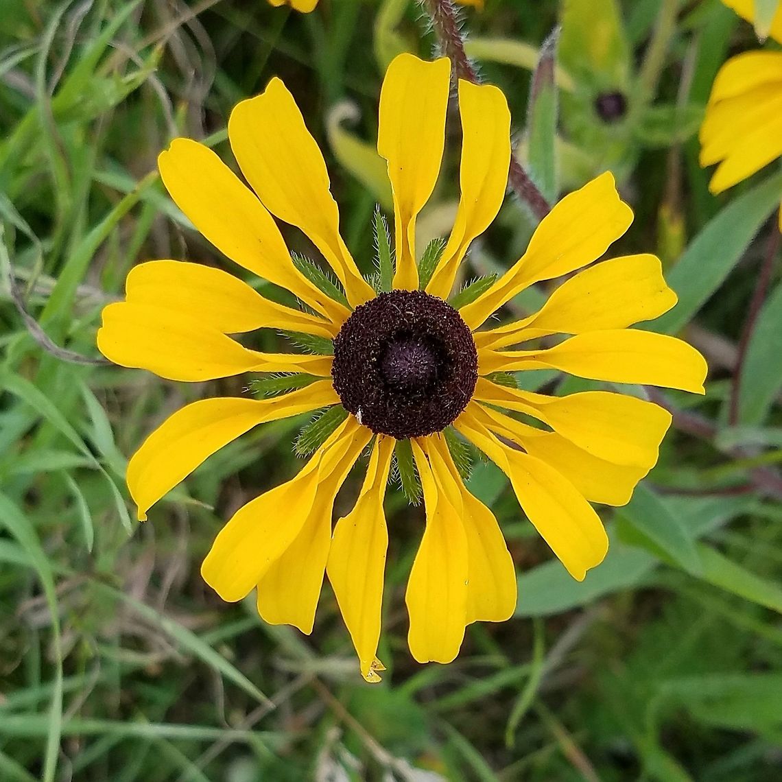Rudbeckia hirta var. pulcherrima with tubular ray flowers Rudbeckia hirta var. pulcherrima (Black-eyed Susan) with tubular ray flowers an unusual form. In most cases the ray flowers are flat as were all the other Rudbeckia plants growing with this one. Habitat is a grassy ditch along a driveway. Black-eyed Susan,Geotagged,Minnesota,Rudbeckia hirta,Rudbeckia hirta var. pulcherrima,Summer,United States,tubular ray flowers