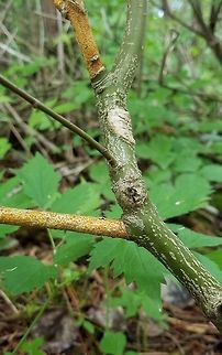 Cryptodiaporthe corni (Golden Canker) Cryptodiaporthe corni (Golden Canker) later stages of the disease infecting the smaller branches of a Pagoda Dogwood (Cornus alternifolia). Cornus alternifolia,Cryptodiaporthe corni,Geotagged,Golden Canker,Pagoda Dogwood,Pagoda Dogwood Decline,Spring,United States