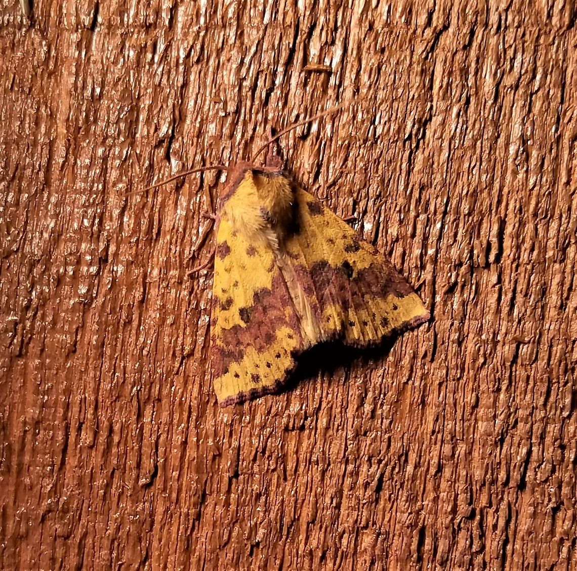 Xanthia tatago Xanthia tatago Geotagged,Summer,United States,Xanthia tatago