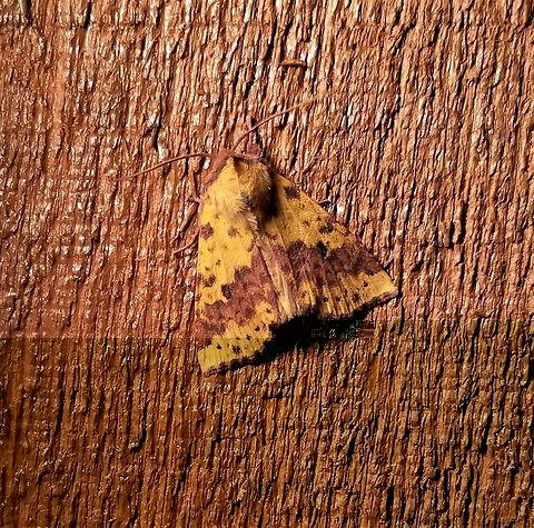 Xanthia tatago Xanthia tatago Geotagged,Summer,United States,Xanthia tatago